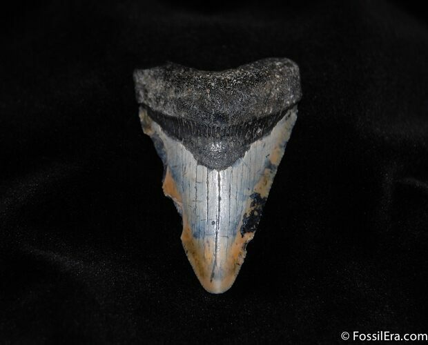 Inch South Carolina Megalodon Tooth #145